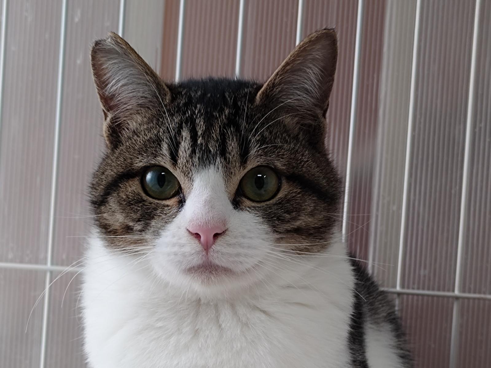 びびりちゃん びびりちゃん