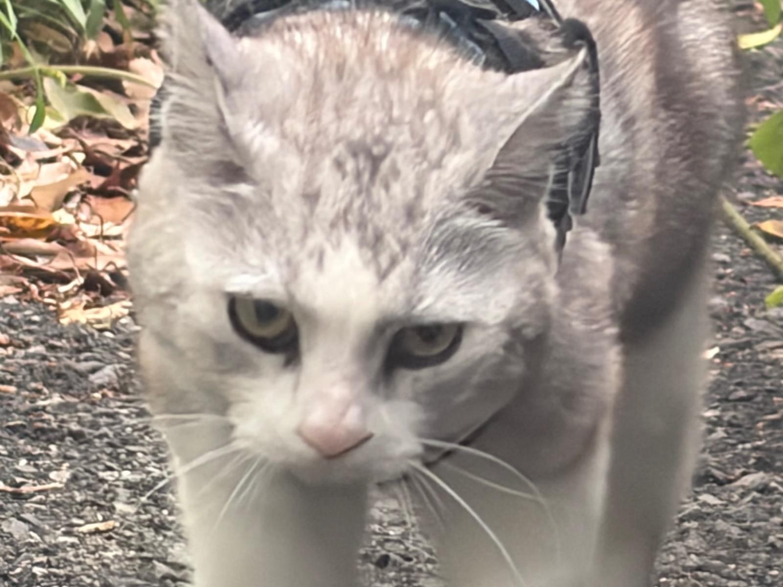 目撃された猫 目撃された猫