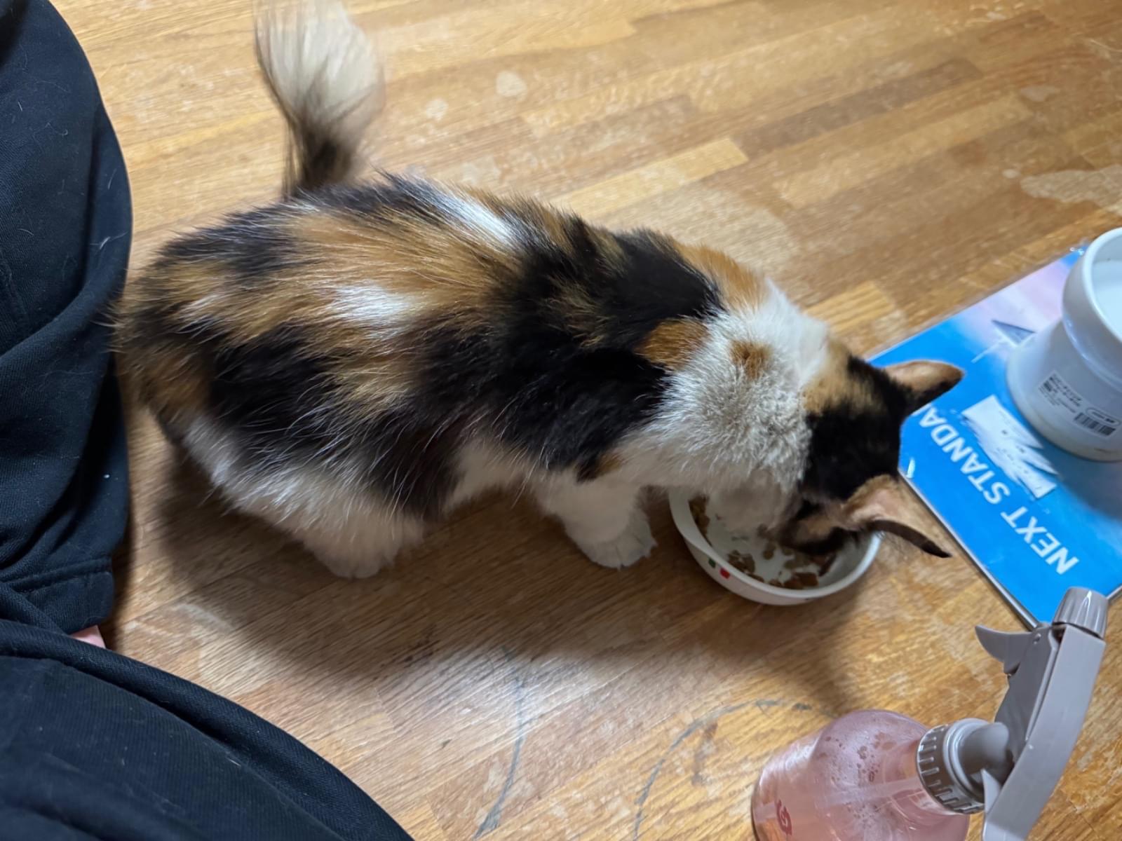 保護された猫 保護された猫