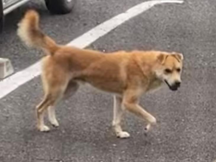目撃された犬 目撃された犬
