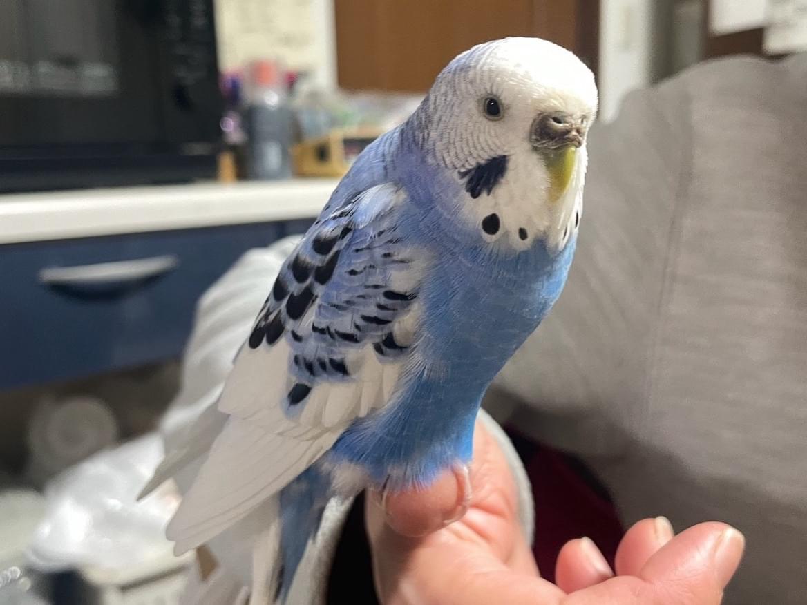 さくちゃん さくちゃん