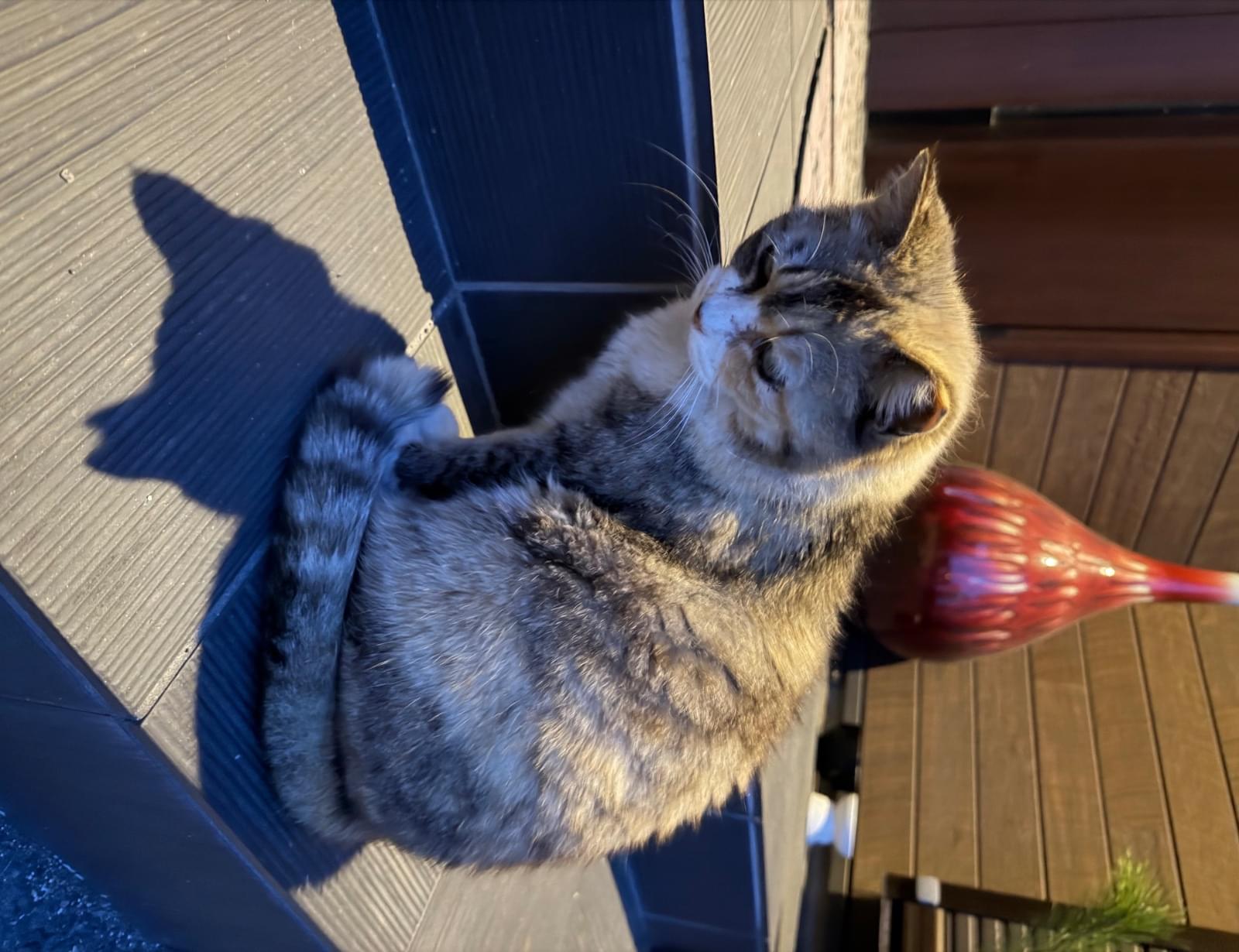 探してます‼️三毛猫っぽい雑種サクラ耳(カット左耳)