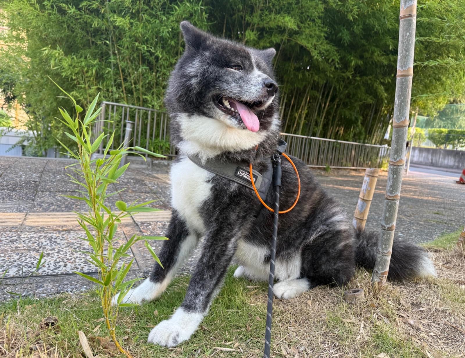 虎柄の秋田犬を探しています!