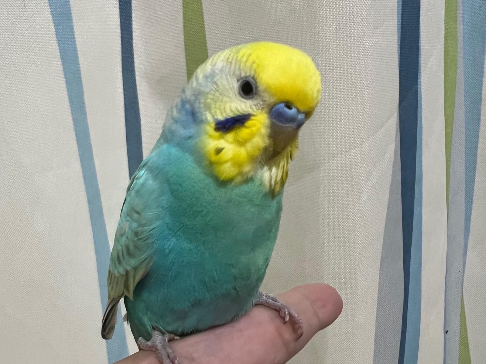 保護された鳥 保護された鳥