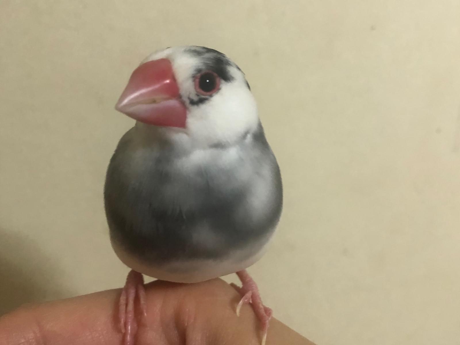 たこちゃん たこちゃん