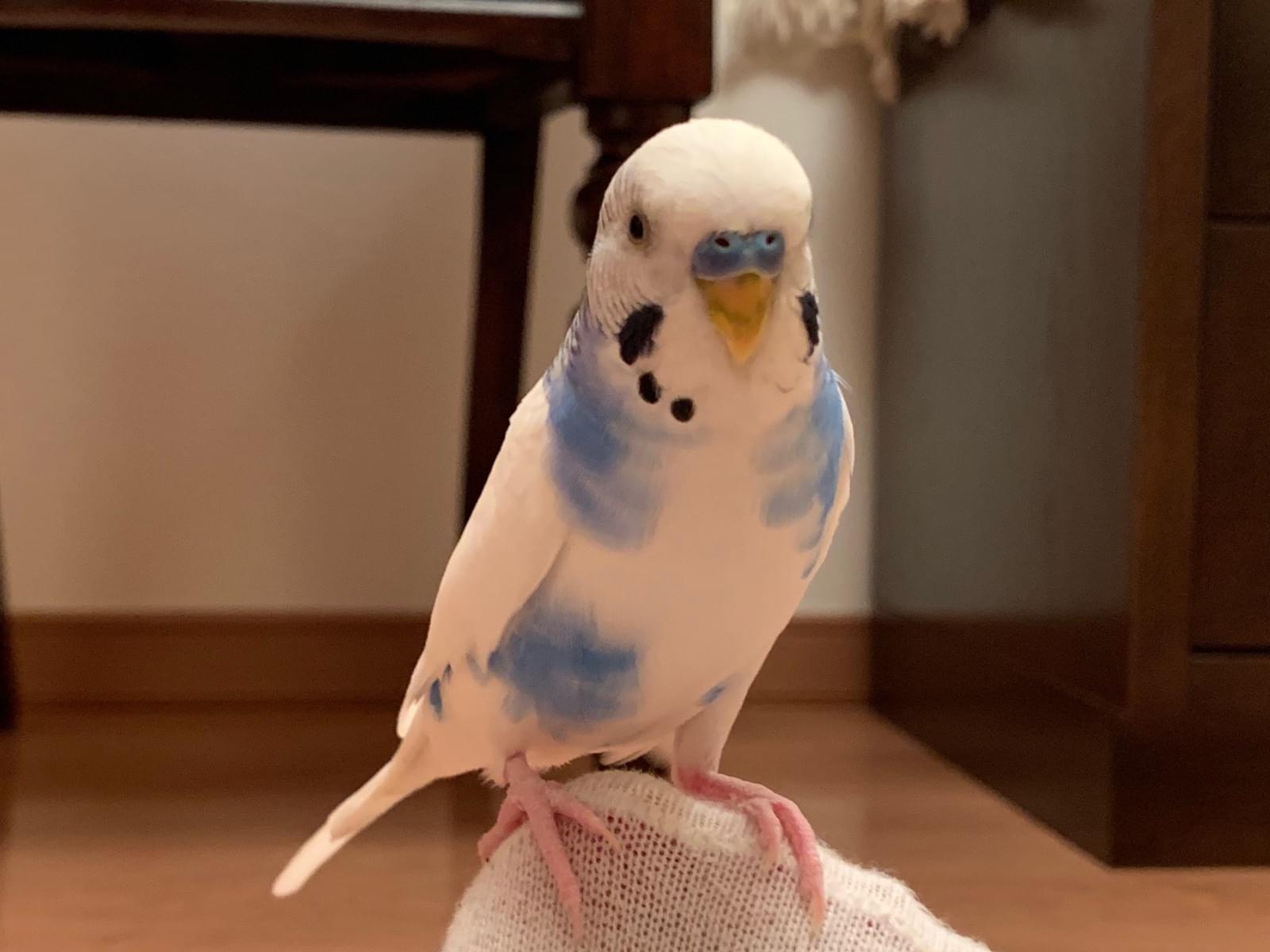 保護された鳥 保護された鳥