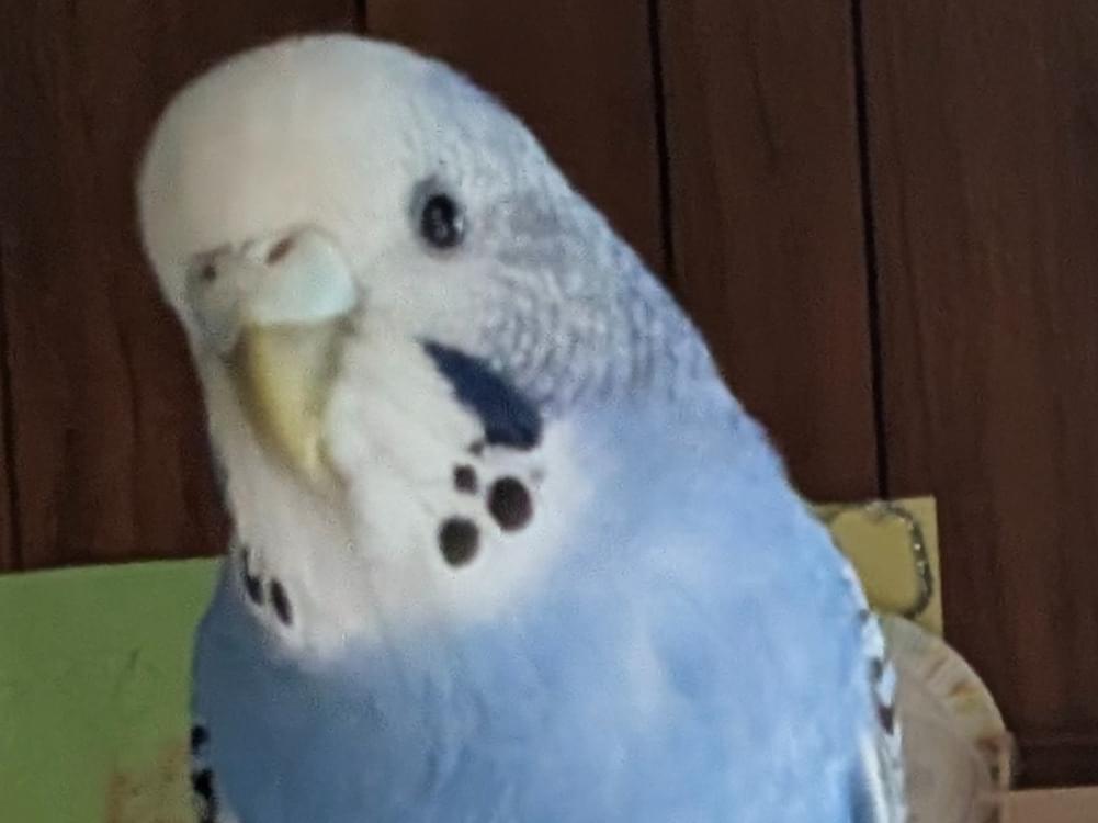 ランちゃん ランちゃん