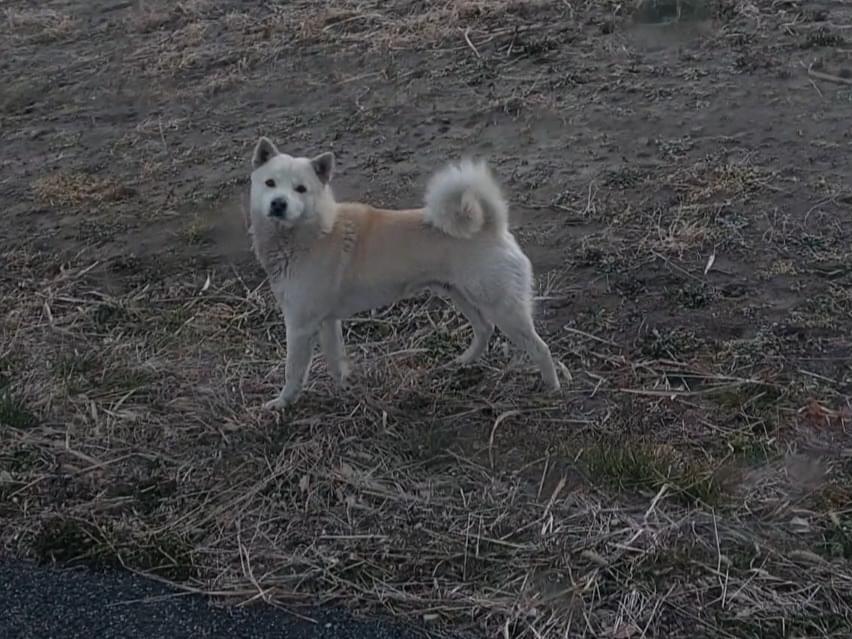 目撃された犬 目撃された犬
