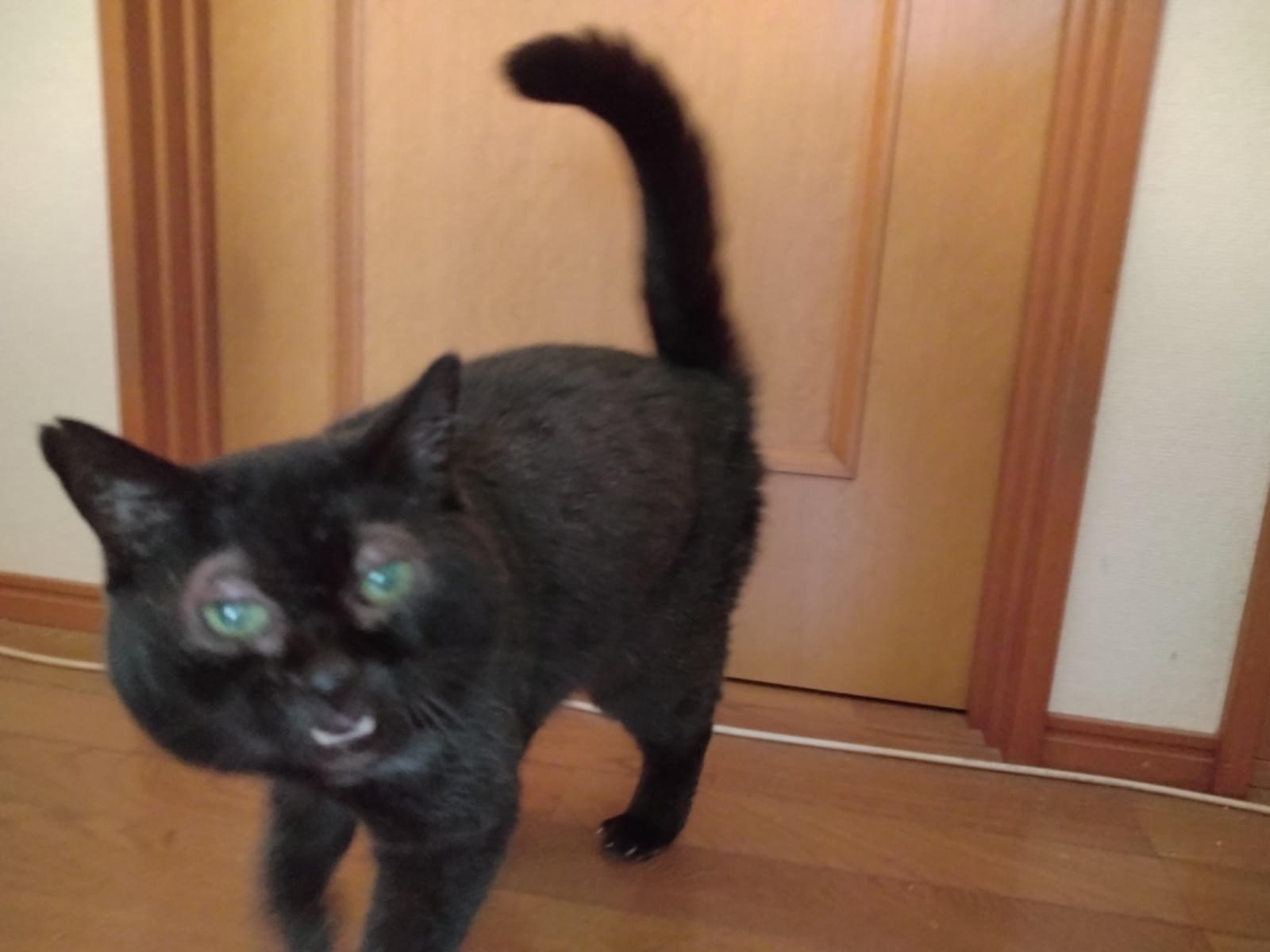 あやめちゃん あやめちゃん