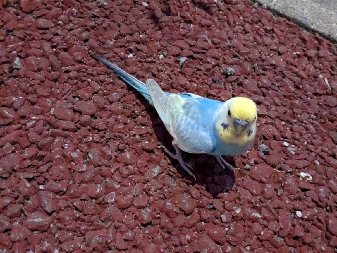 目撃された鳥 目撃された鳥