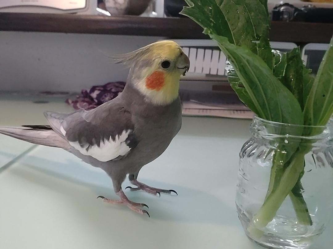 こむぎちゃん こむぎちゃん