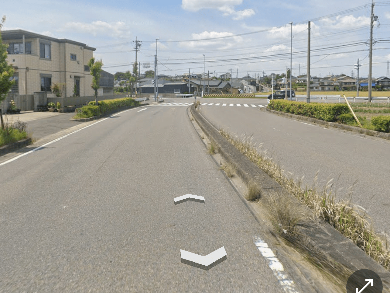 目撃された鳥 目撃された鳥
