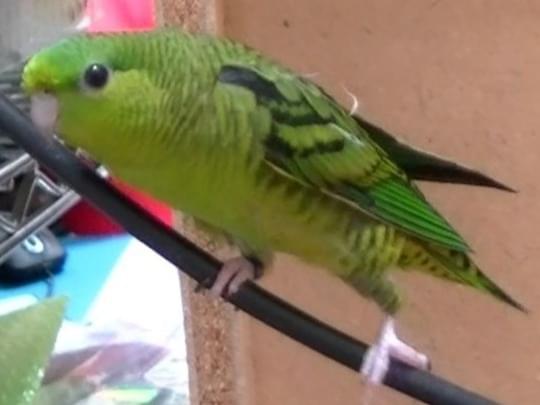 なのちゃん なのちゃん