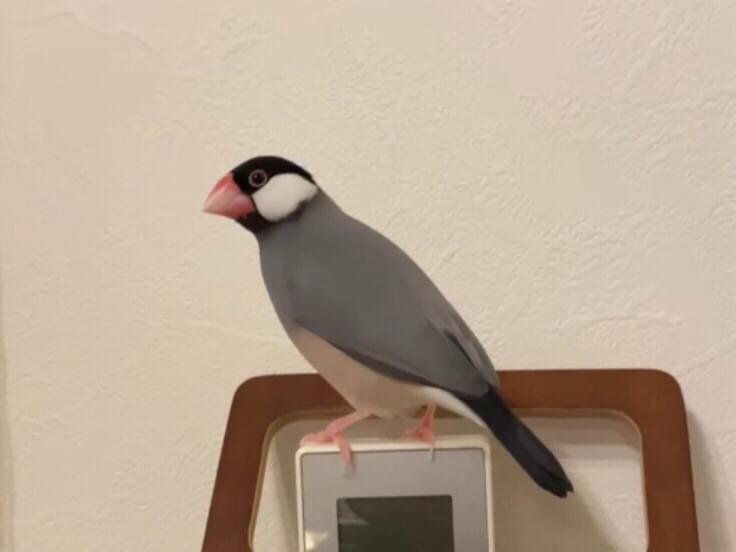 さくらちゃん さくらちゃん
