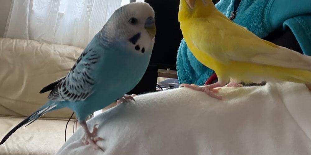 大阪府吹田市:セキセイインコ(ピーちゃん)を探しています。