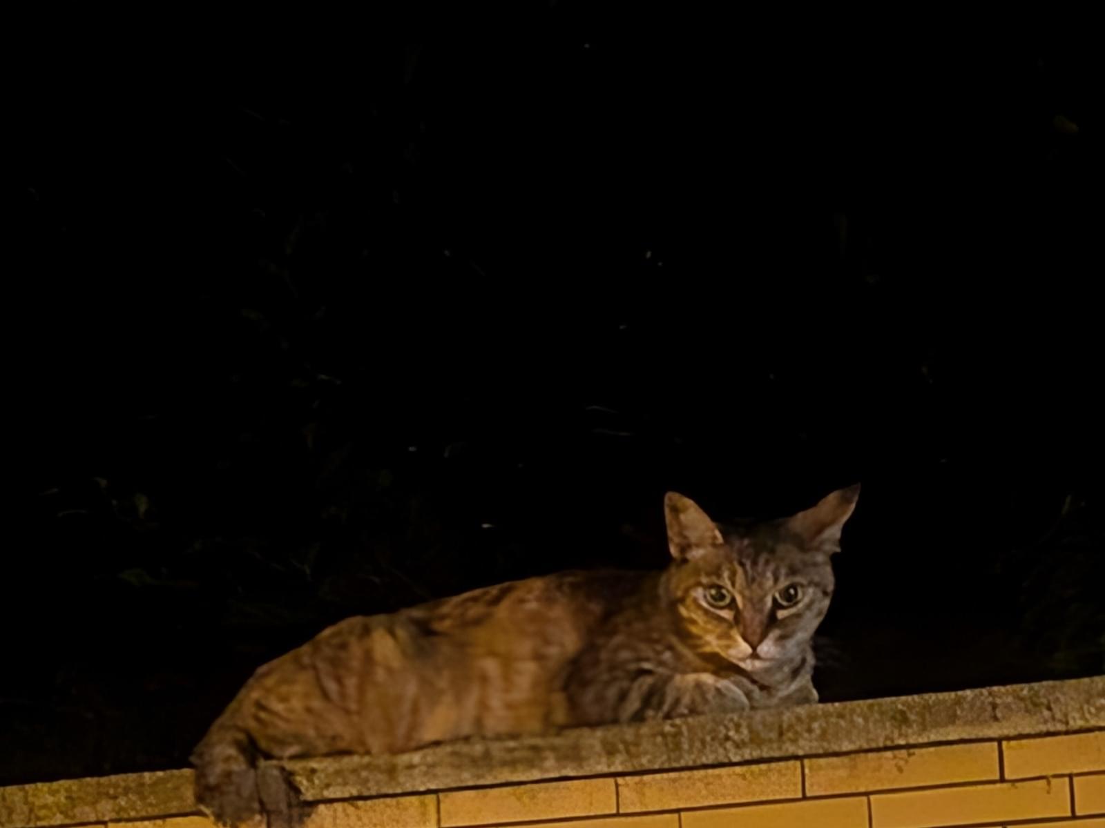 目撃された猫 目撃された猫