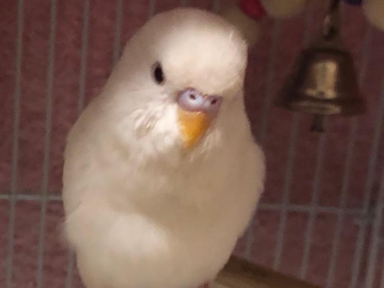ブランちゃん ブランちゃん