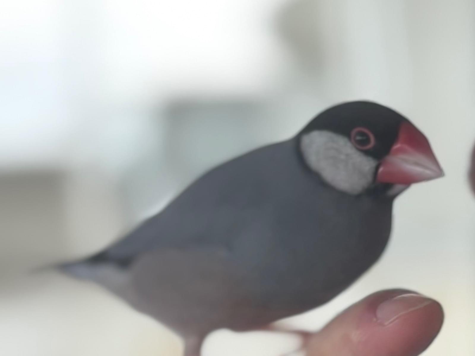 おびちゃん おびちゃん