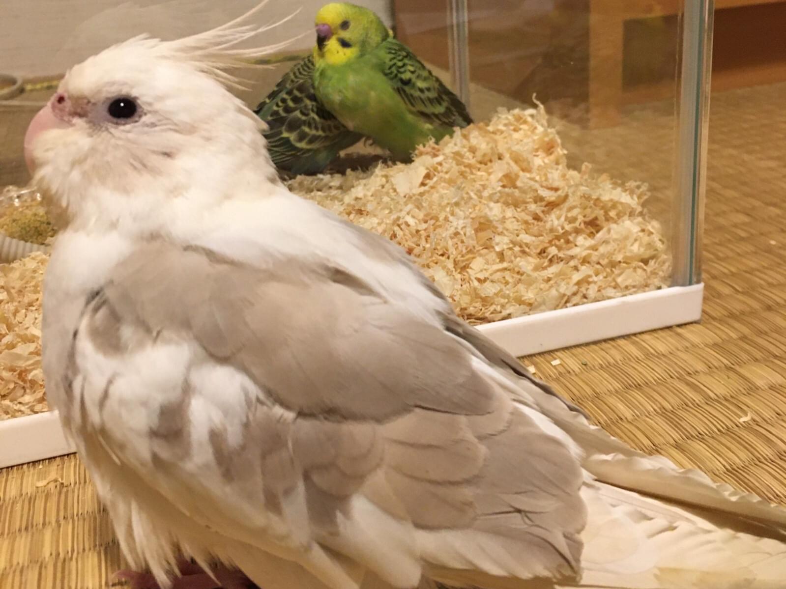 シナモンちゃん シナモンちゃん