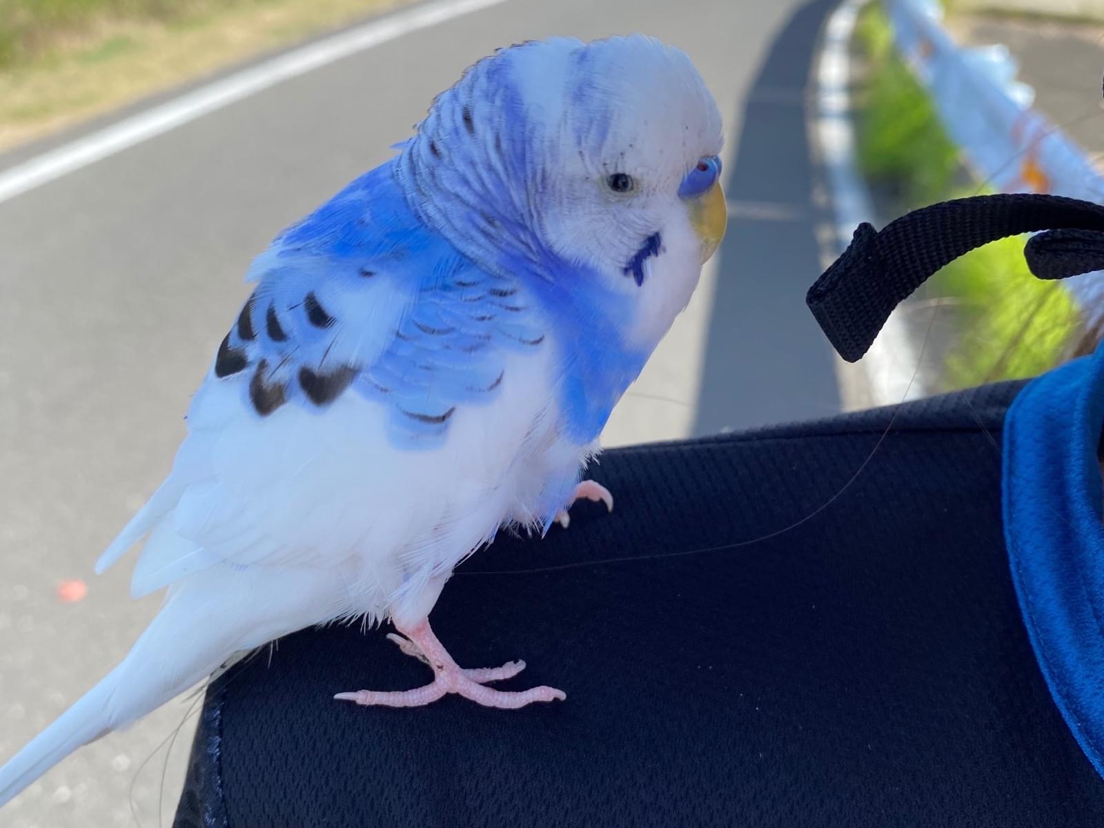 保護された鳥 保護された鳥