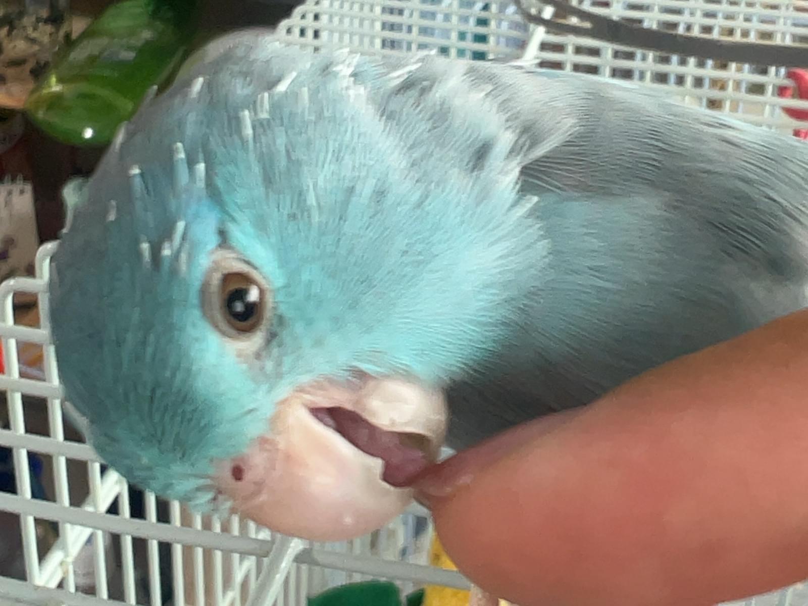 まかろんちゃん まかろんちゃん