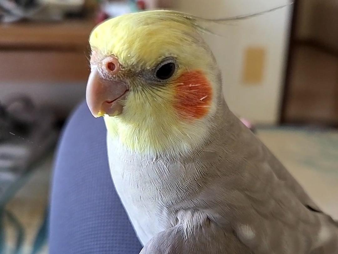 ニコちゃん ニコちゃん