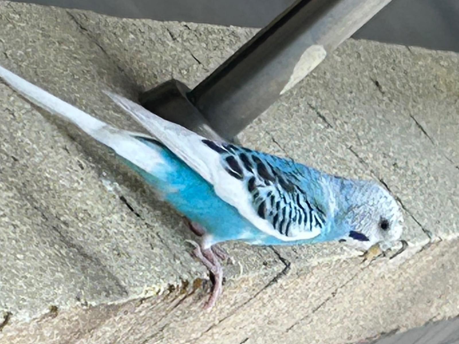 目撃された鳥