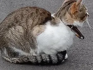 とらねこ