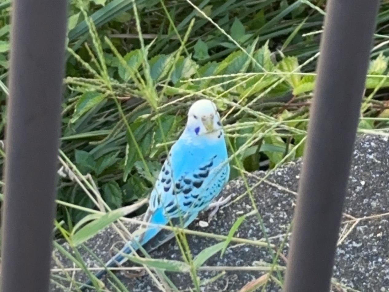 目撃された鳥 目撃された鳥