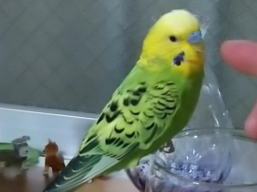 ちーちゃん ちーちゃん