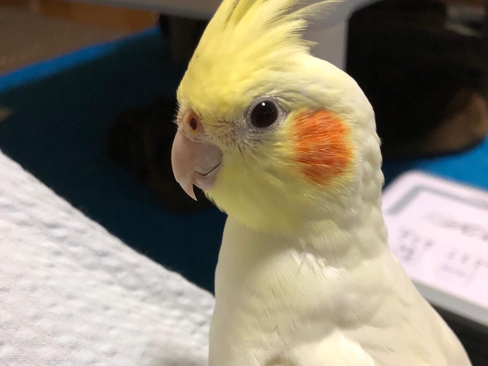 れもんちゃん れもんちゃん