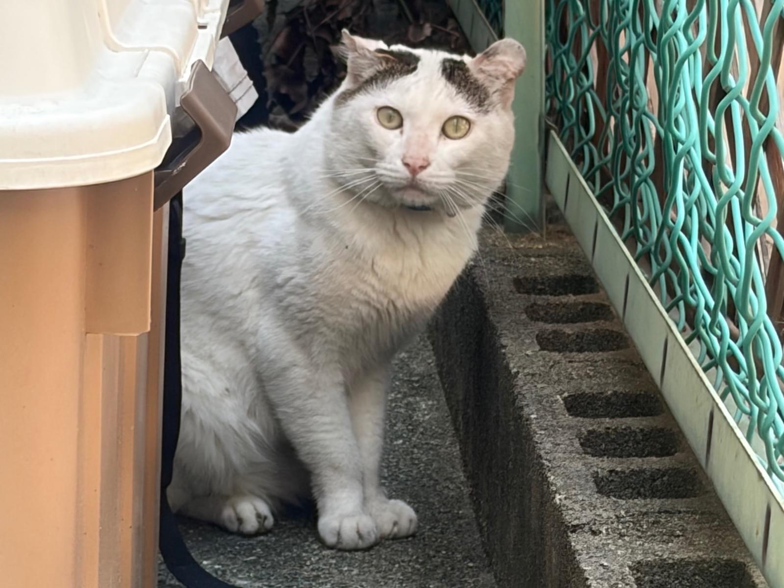 保護された猫