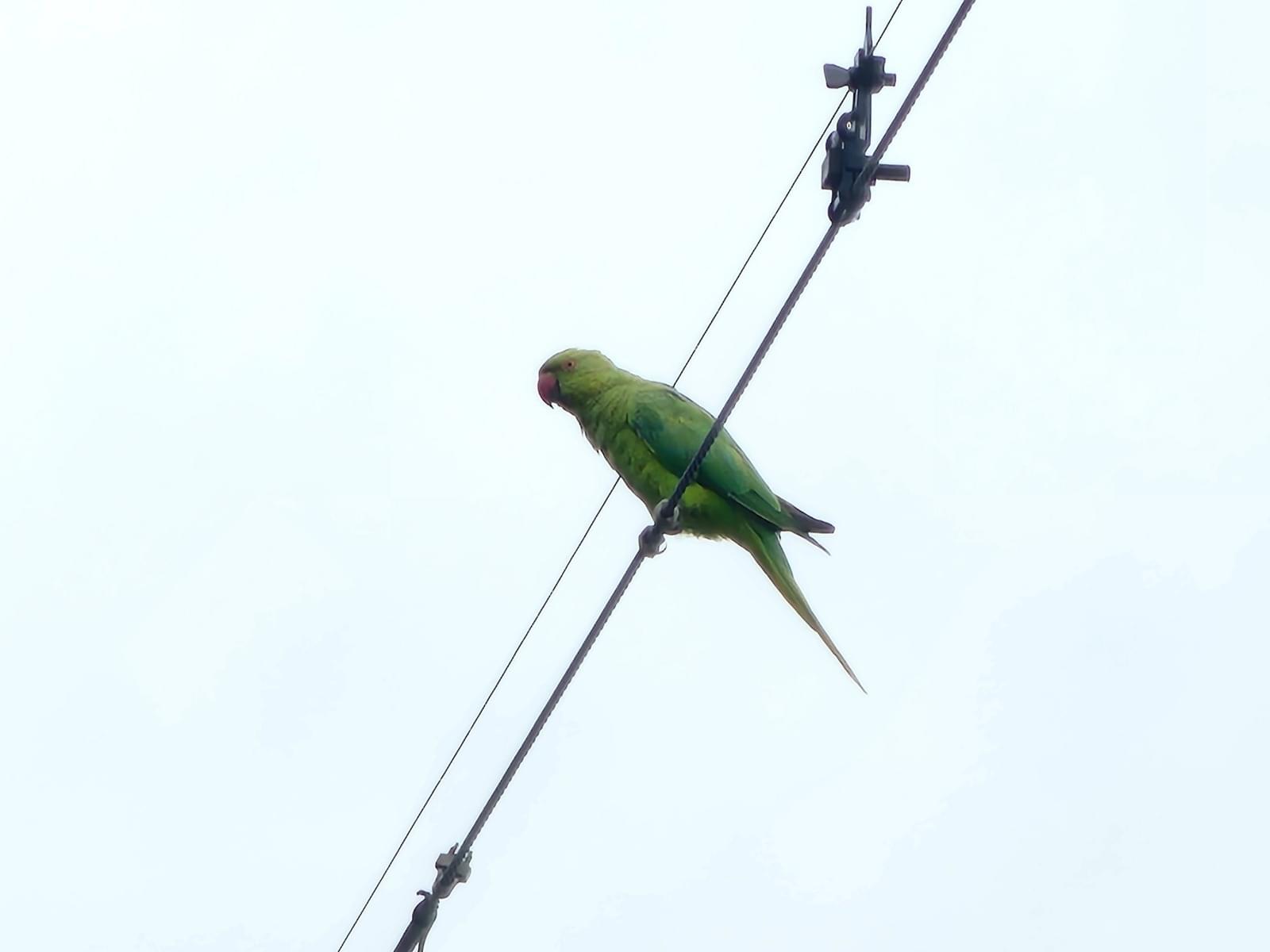 目撃された鳥 目撃された鳥
