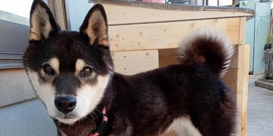 犬を探しています