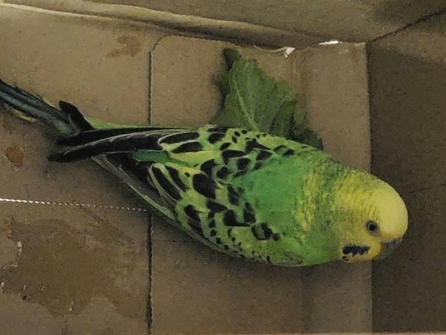 保護された鳥 保護された鳥