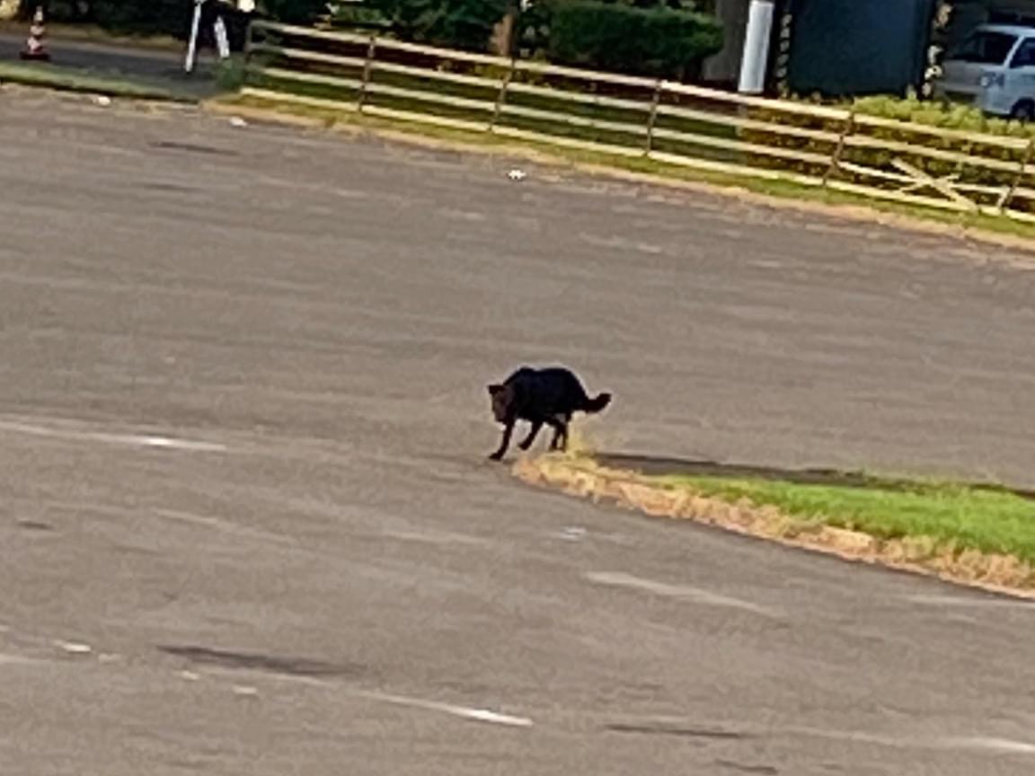 目撃された犬 目撃された犬