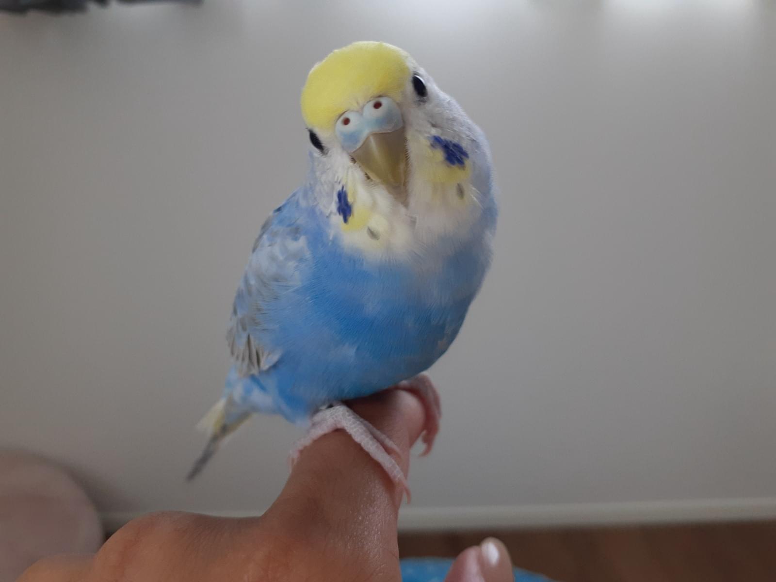 ポッポちゃん ポッポちゃん