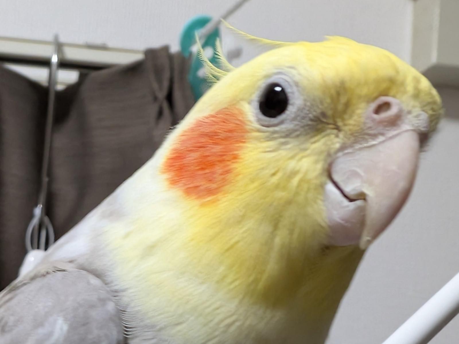 ほっぺちゃん ほっぺちゃん