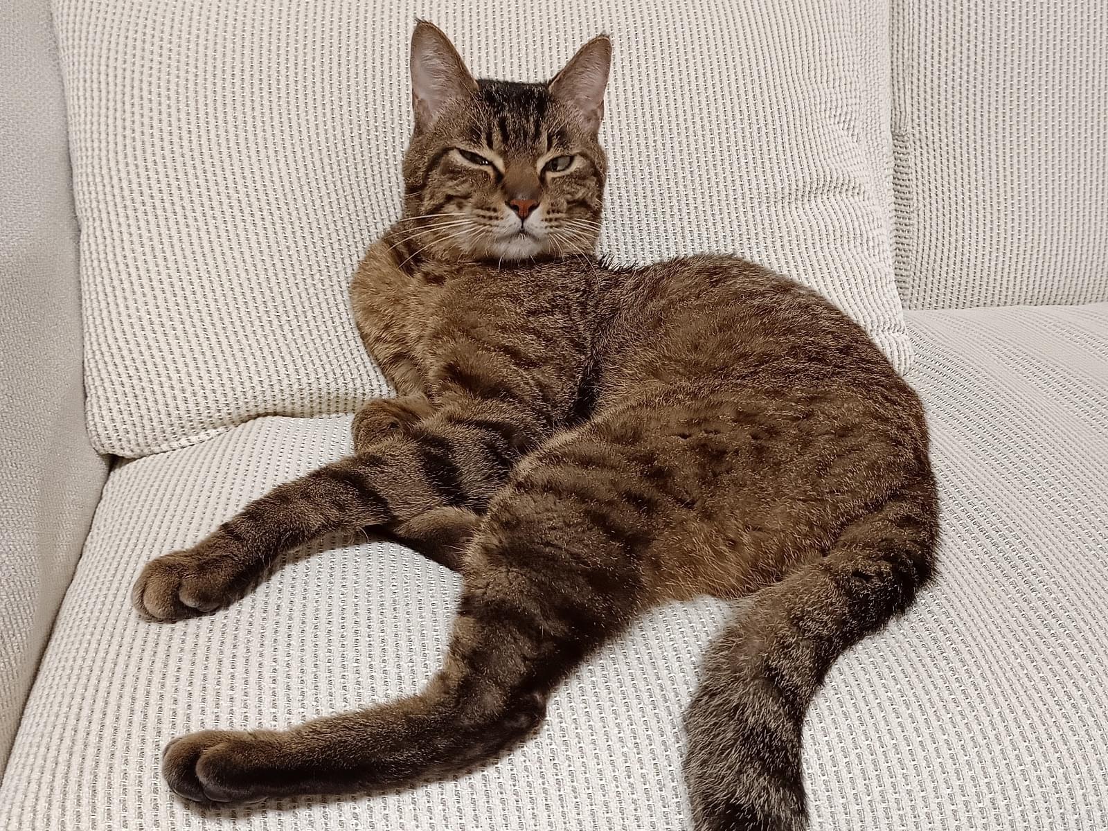 保護された猫 保護された猫
