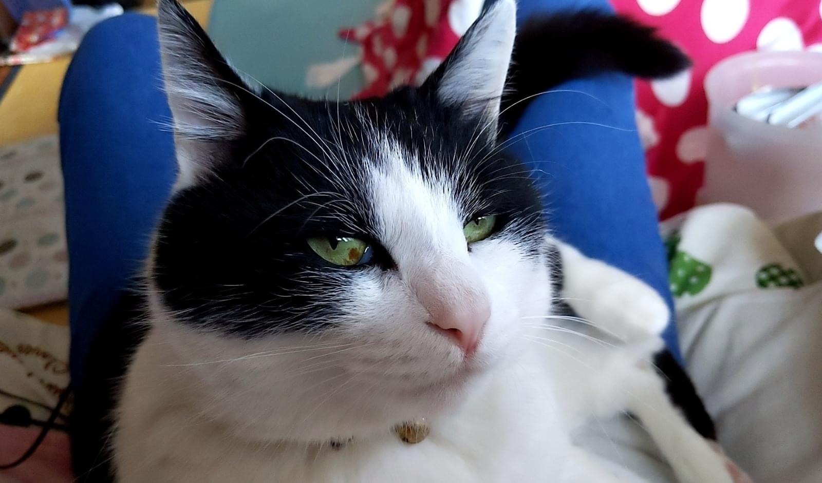 大至急】ぽっちゃりした白黒ぶち猫を探してます