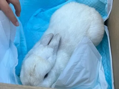 うさぎ