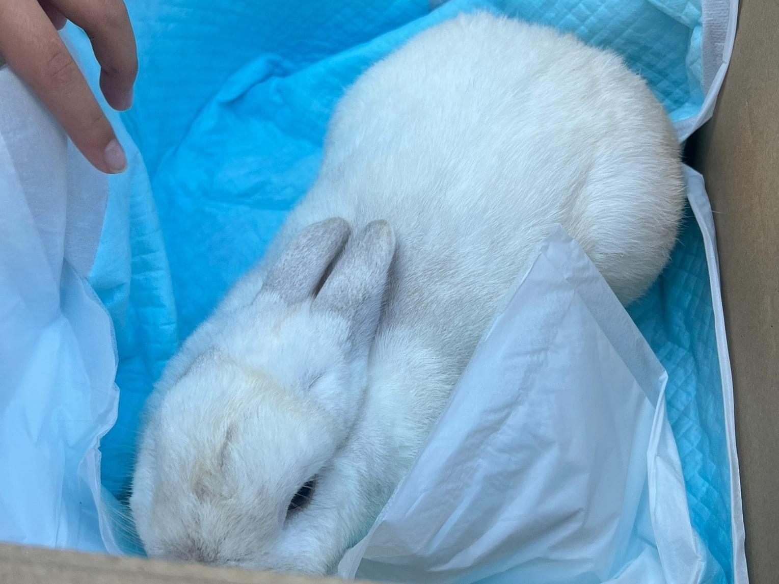 保護されたペット