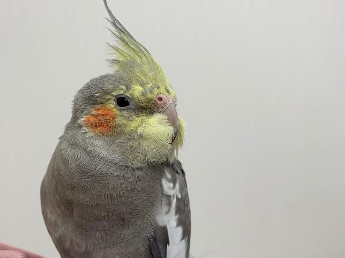 くーちゃん くーちゃん