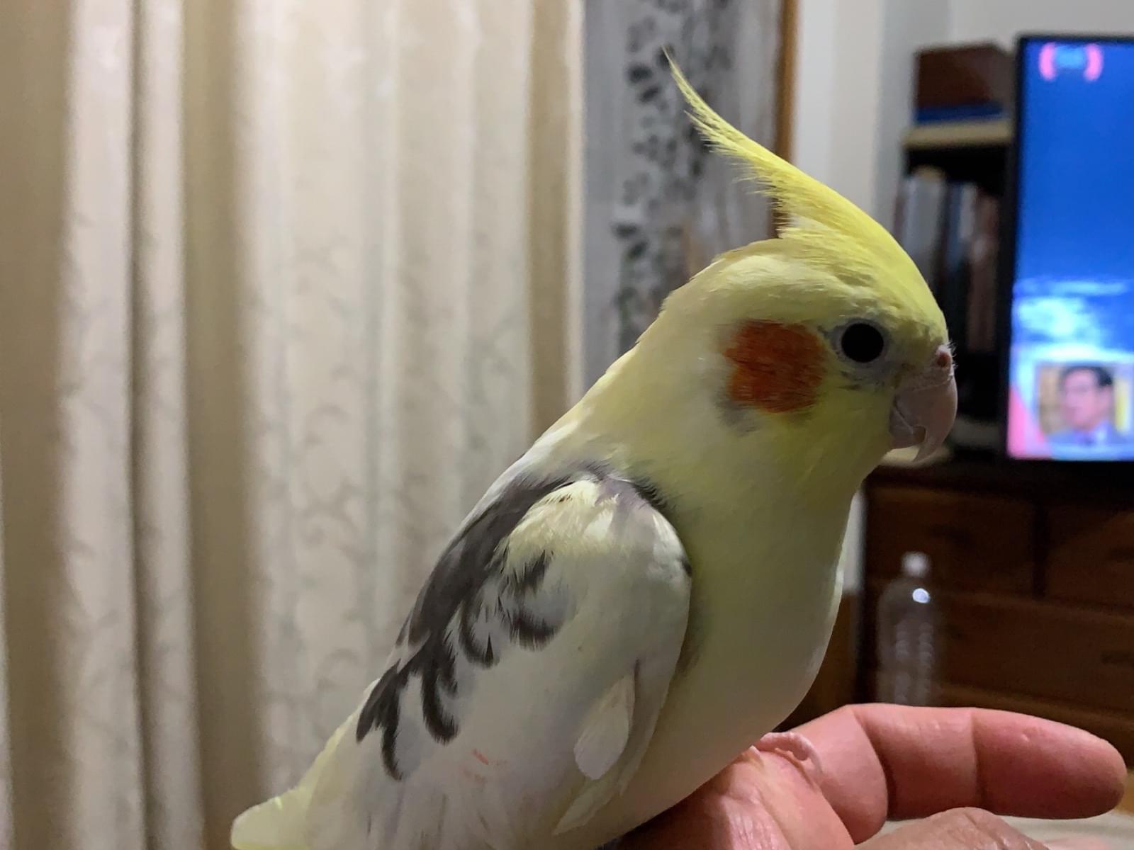 ぴーちゃん ぴーちゃん