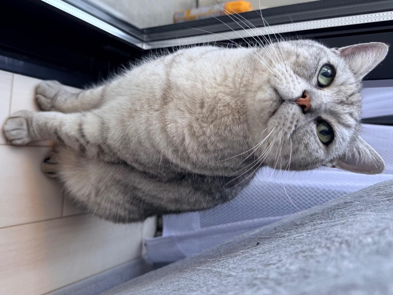 目撃された猫 目撃された猫