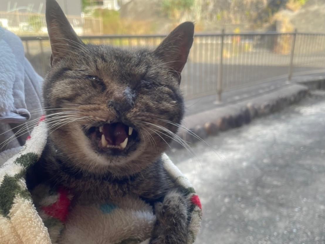 保護された猫 保護された猫