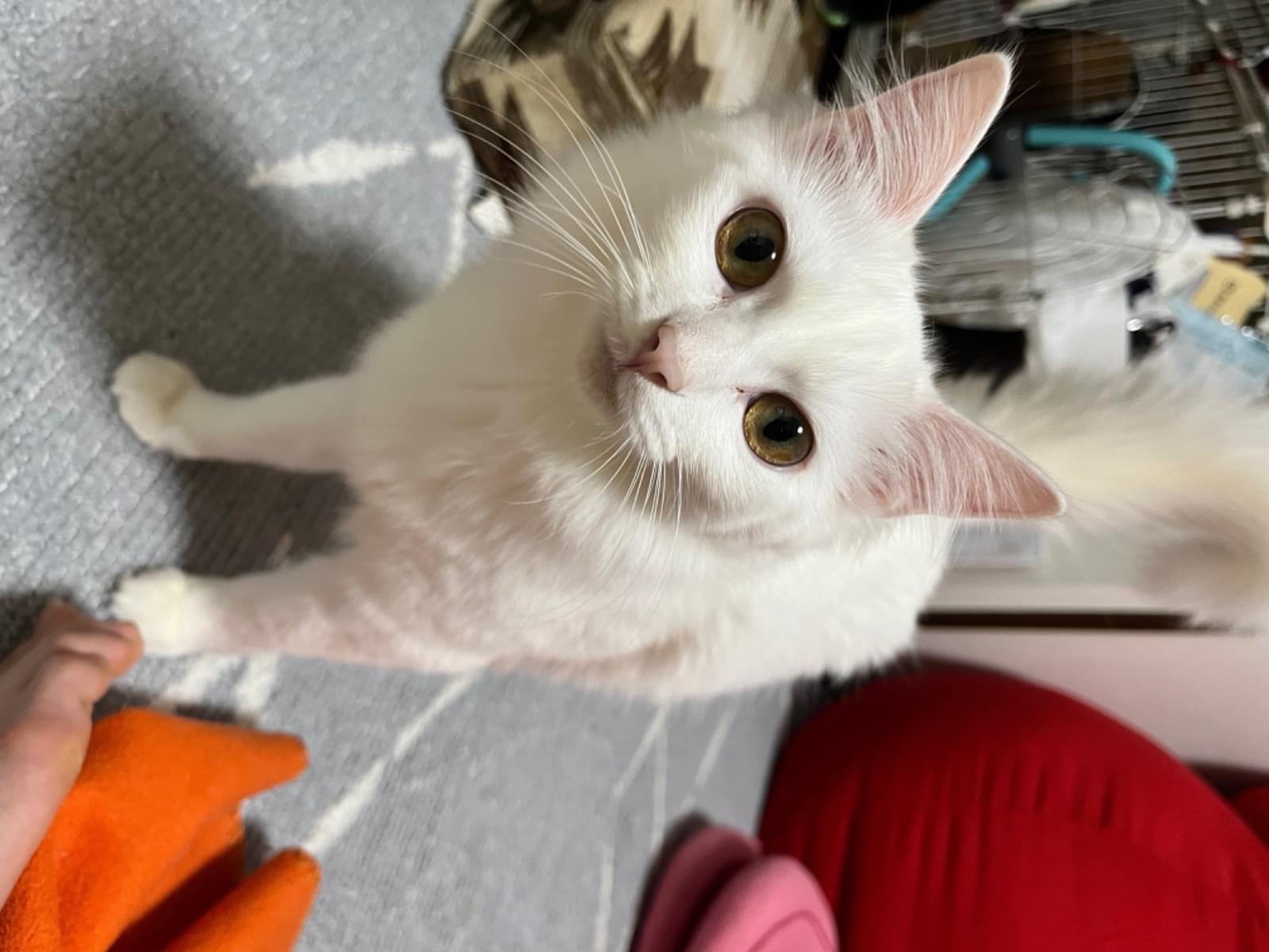 ゆきちゃん ゆきちゃん