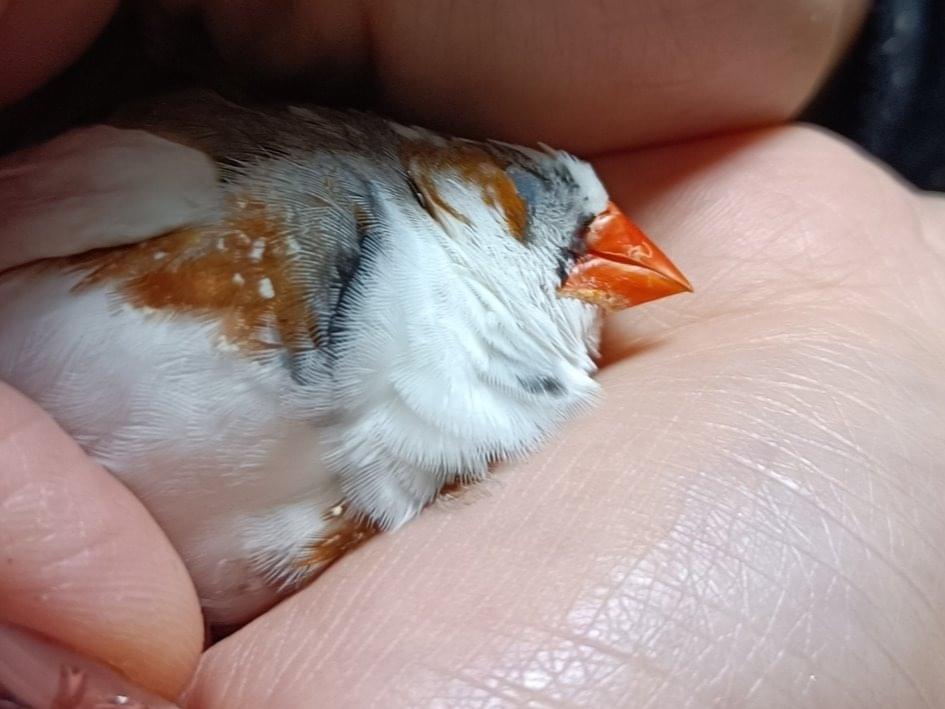 保護された鳥 保護された鳥