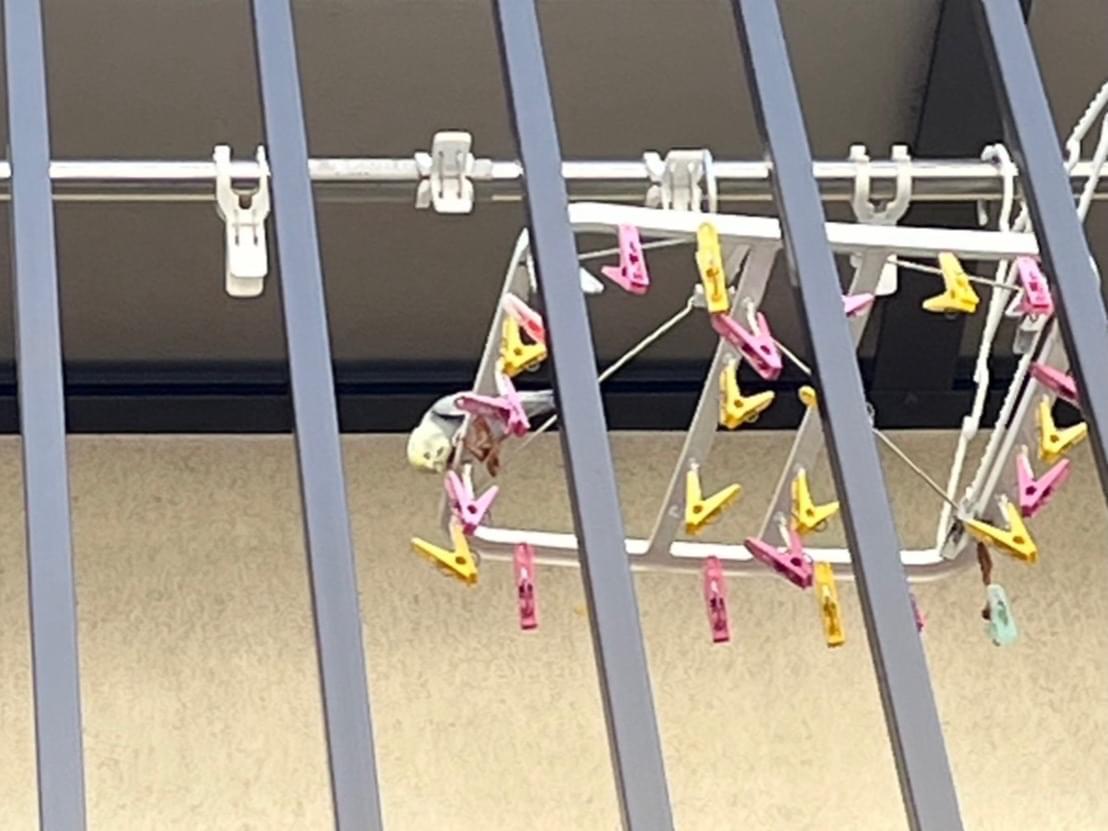 目撃された鳥 目撃された鳥