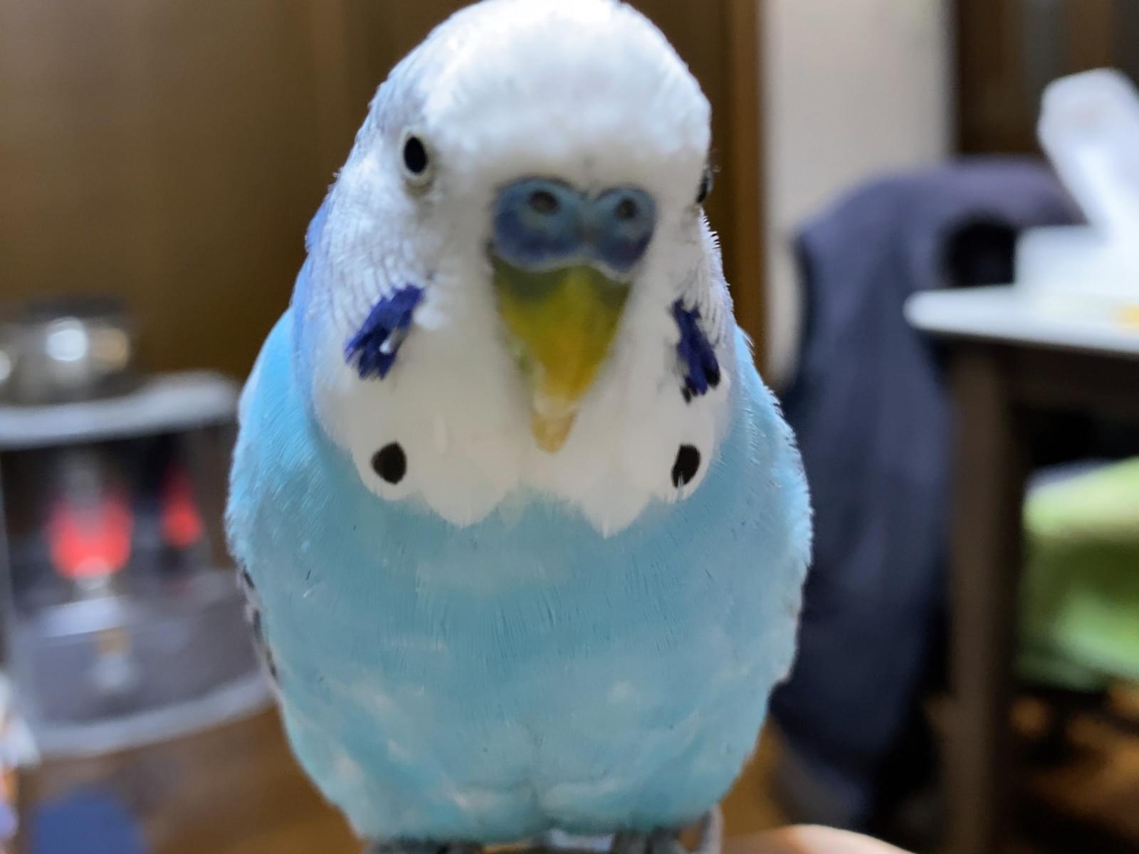 ピーコちゃん ピーコちゃん